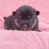 豆柴