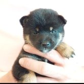 柴犬(豆柴)