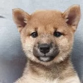 豆柴