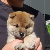 豆柴