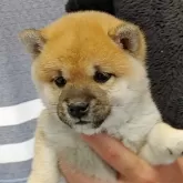 豆柴【千葉県・女の子・2025年3月1日・赤】の写真1