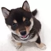豆柴