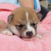 柴犬(豆柴)
