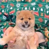 豆柴【千葉県・男の子・2025年10月25日・赤】の写真2