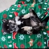 豆柴【千葉県・女の子・2025年10月3日・黒】の写真3