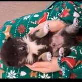 豆柴【千葉県・男の子・2025年11月5日・黒】の写真3