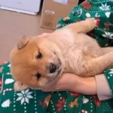 豆柴【千葉県・男の子・2025年10月25日・赤】の写真4