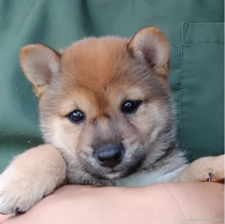 ID:2407-02958の子犬