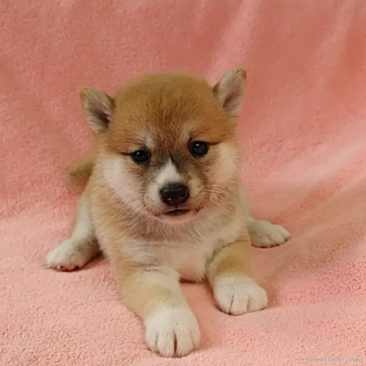 ID：2408-06416の子犬