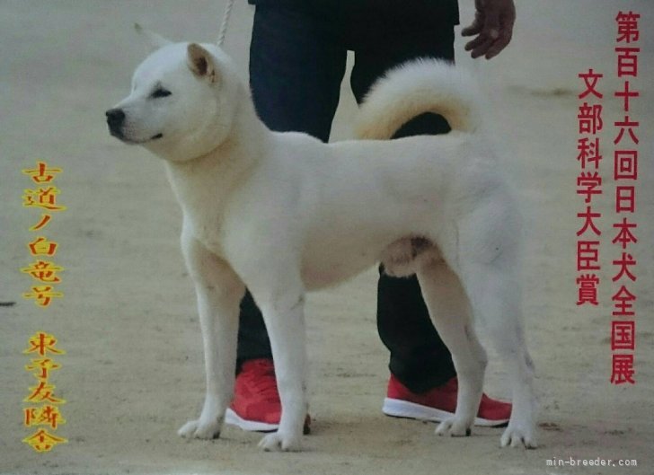 下和田　勝義(しもわだ　かつよし)ブリーダー(三重県・柴犬など・JKC/日本犬保存会/KC登録)の紹介写真1