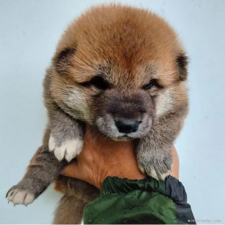 柴犬(標準サイズ)【三重県・男の子・2025年7月31日・赤】の写真1