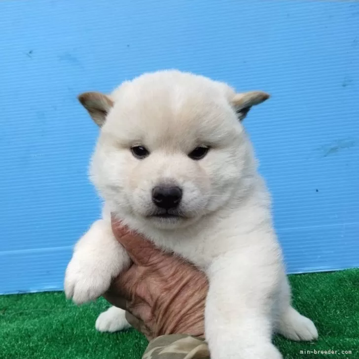 ID：2503-03876の子犬