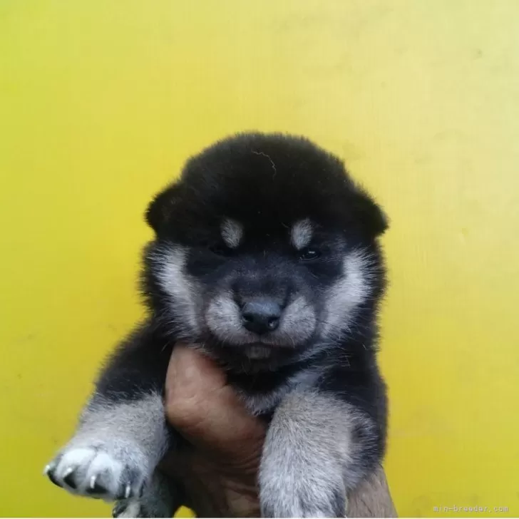 ID：2509-00527の子犬