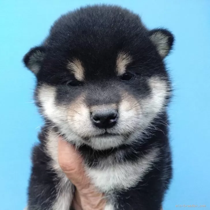 ID:2503-05616の子犬