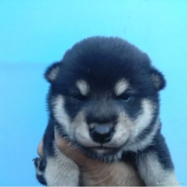 柴犬(標準サイズ)【三重県・女の子・2025年9月2日・黒】の写真1