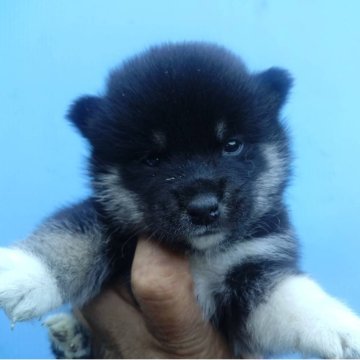 柴犬(標準サイズ)【三重県・男の子・2025年7月17日・黒】の写真「足袋が可愛い」