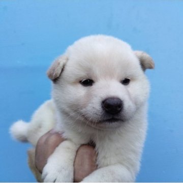 柴犬(標準サイズ)【三重県・女の子・2025年9月9日・白】の写真「可愛い白柴」
