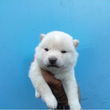 柴犬(標準サイズ)【三重県・女の子・2025年7月10日・白】の写真「白柴の女の子」