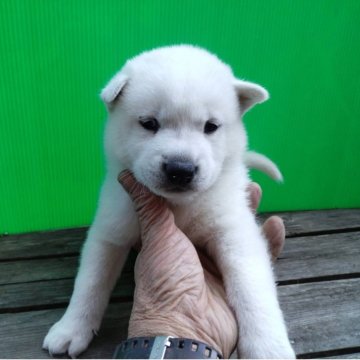 紀州犬【三重県・男の子・2025年9月5日・白】の写真「人気の紀州犬」