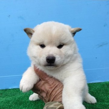 柴犬(標準サイズ)【三重県・女の子・2025年1月24日・白】の写真「人気な白柴の女の子！写真更新」