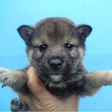 柴犬(標準サイズ)【三重県・男の子・2025年9月16日・胡麻】の写真「レアの胡麻」