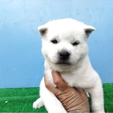 紀州犬【三重県・男の子・2025年2月8日・白】の写真「紀州犬！早めに！値段は相談！」