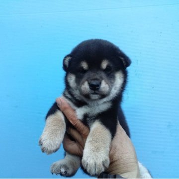 柴犬(標準サイズ)【三重県・女の子・2025年7月23日・黒】の写真「黒柴の女の子」