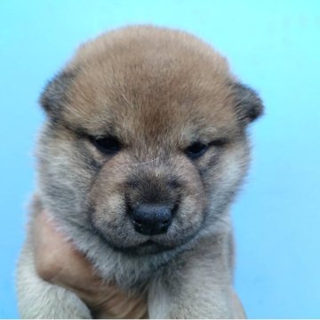 柴犬(標準サイズ)【三重県・女の子・2025年7月30日・赤】の写真「今週だけこの値段！」