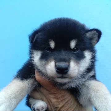 柴犬(標準サイズ)【三重県・女の子・2025年7月24日・黒】の写真「黒柴の女の子」