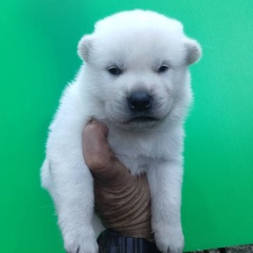 紀州犬【三重県・男の子・2025年9月12日・白】の写真「人気の紀州犬」