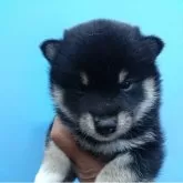 柴犬(標準サイズ)