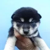 柴犬(標準サイズ)