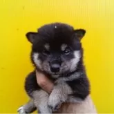 豆柴