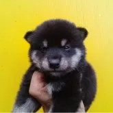 豆柴