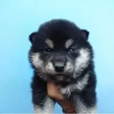 柴犬(標準サイズ)