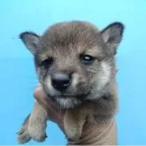 柴犬(標準サイズ)