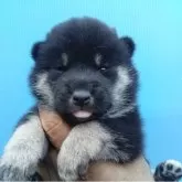 柴犬(標準サイズ)