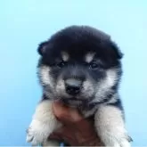 柴犬(標準サイズ)