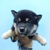 柴犬(標準サイズ)