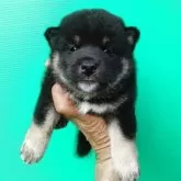 柴犬(標準サイズ)