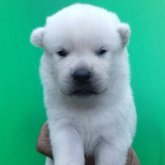 紀州犬