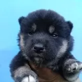 柴犬(標準サイズ)