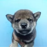 柴犬(標準サイズ)