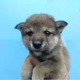 柴犬(標準サイズ)