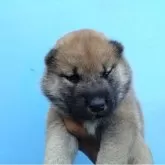 柴犬(標準サイズ)