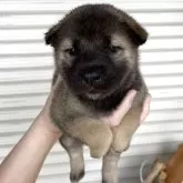 紀州犬【三重県・女の子・2025年4月4日・胡麻】の写真1