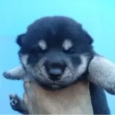 柴犬(標準サイズ)