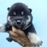柴犬(標準サイズ)