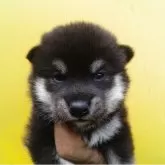 豆柴