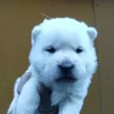 紀州犬【三重県・女の子・2025年2月8日・白】の写真1